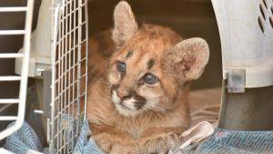 Arizona agency caring for orphaned mountain lion cub